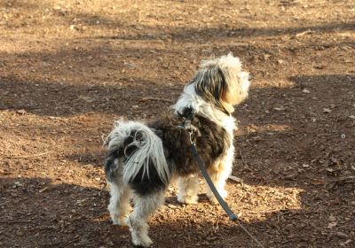 Ein Dorf spielt Tischtennis 2015