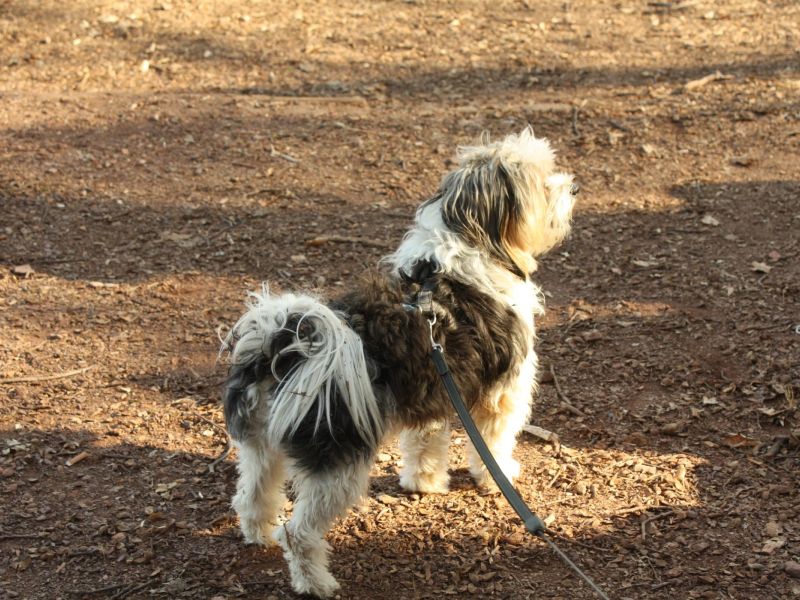 ein dorf spielt ttc 2015 1 20211024